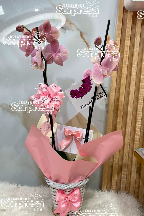 delicada orquídea 2093